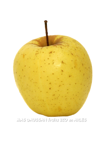 pomme golden bio